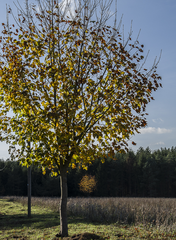 Herbstbeleuchtung